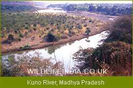 Kuno River, Madhya Pradesh 