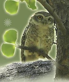 Owl, Bharatpur Bird Sanctuary
