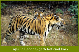 Tigers in Bandhavgarh National Park, Central India Tiger Tours