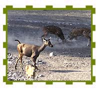 Male Stags Fighting for Dominancy, Bandhavgarh National Park