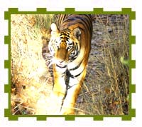 View from Elephant Back, Kanha National Park 