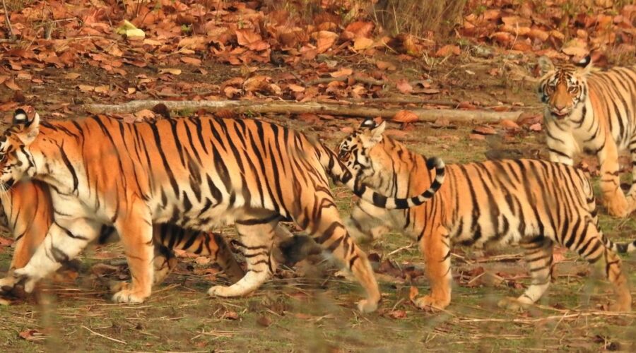 tigers of india