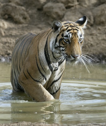 central india tours